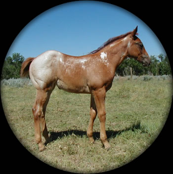 Powder River Horses Joe Hancock Quarter Horses Blue Roan Filly