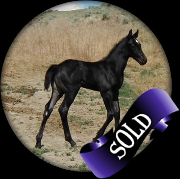 Powder River Horses Joe Hancock Quarter Horses Blue Roan Filly