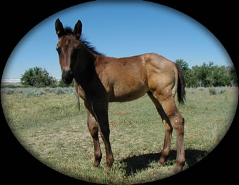 Powder River Horses Joe Hancock Quarter Horses Blue Roan Filly