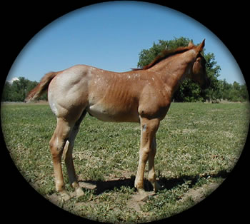 Powder River Horses Joe Hancock Quarter Horses Blue Roan Filly