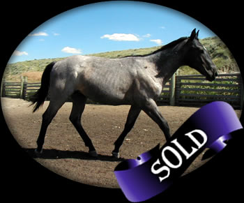 Powder River Horses Joe Hancock Quarter Horses Blue Roan Filly