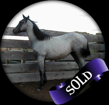 Powder River Horses Joe Hancock Quarter Horses Blue Roan Filly