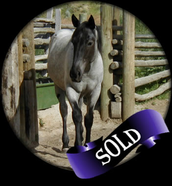 Powder River Horses Joe Hancock Quarter Horses Blue Roan Filly