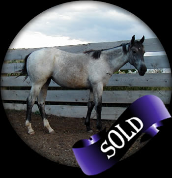 Powder River Horses Joe Hancock Quarter Horses Blue Roan Stallion