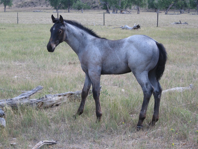 Blue Roan Stallion