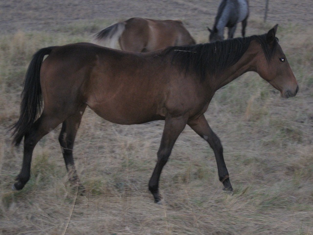 Bay Filly, Buck Hancock , Plenty Try and Bar U Champ Binder