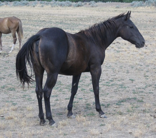 2011 Black Filly , Joe Hancock and Blue Valentine.