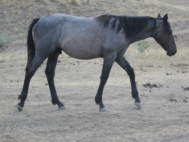 Blue Roan Stallion, Mr Roan Hancock and Bar U Champ Binder.