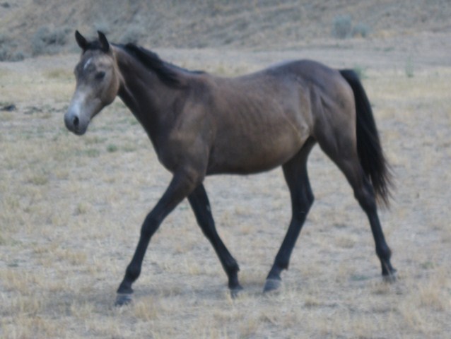Buckskin stallion Hollywood Buck and The Gold Kat