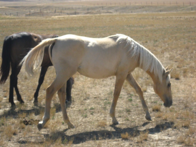 Dunalino Filly,Hollywood At Dawn, Hollywood Buck and Royal King.