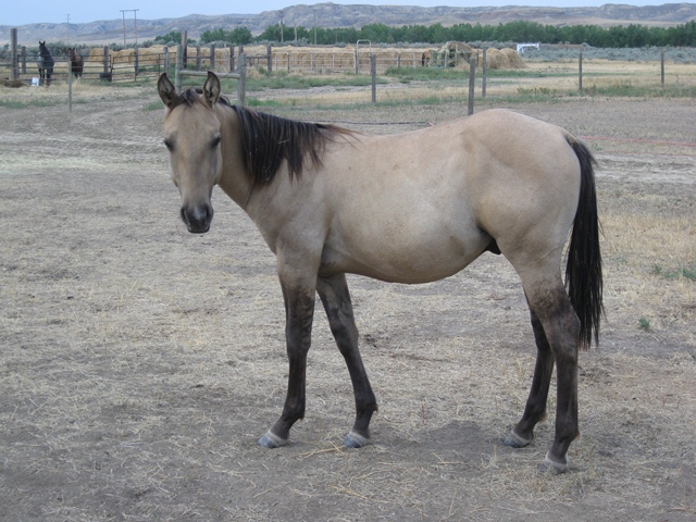 Dun Stallion, Hollywood Gold Bar U Champ Binder