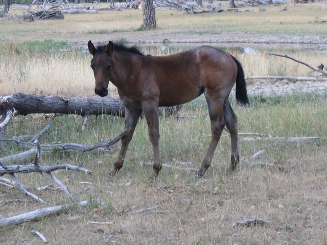 Joe Hancock, Hollywood Gold, Holly 4 Jinx, Dun Silver Stallion