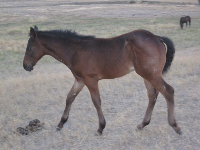 Bay Roan Stallion, Mr Roan Hancock and Bar U Champ Binder.