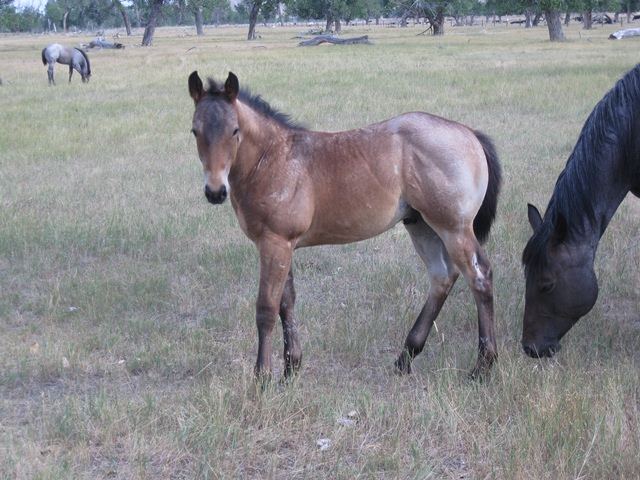 Joe Hancock, Blue Belle Warrior, red roan filly