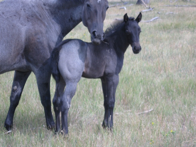 A very Pregnant Shy in Hollywood, Hollywood Gold and Royal King.