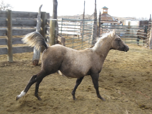 2001 palomino filly out of New Holly Rose, Hollywood Gold and Royal King.