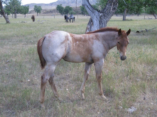 Red Roan Filly