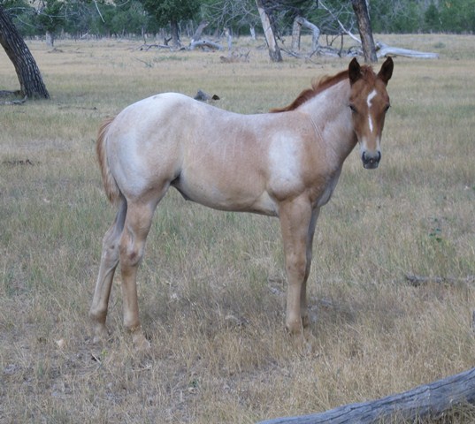 Red Roan Filly, Mr Roan Hancock, Blue Valentine and Bar U Champ Binder.