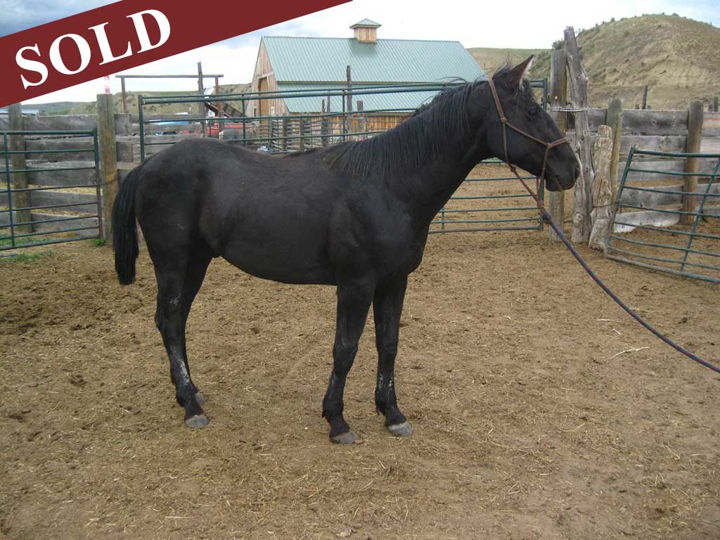 2017 black gelding