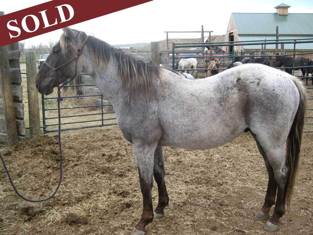 2017 Onex Hancock blue roan silver gelding