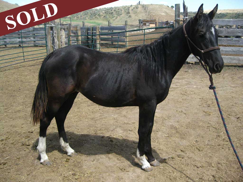 2018 Plenty Blue Pepper Blue Roan Filly