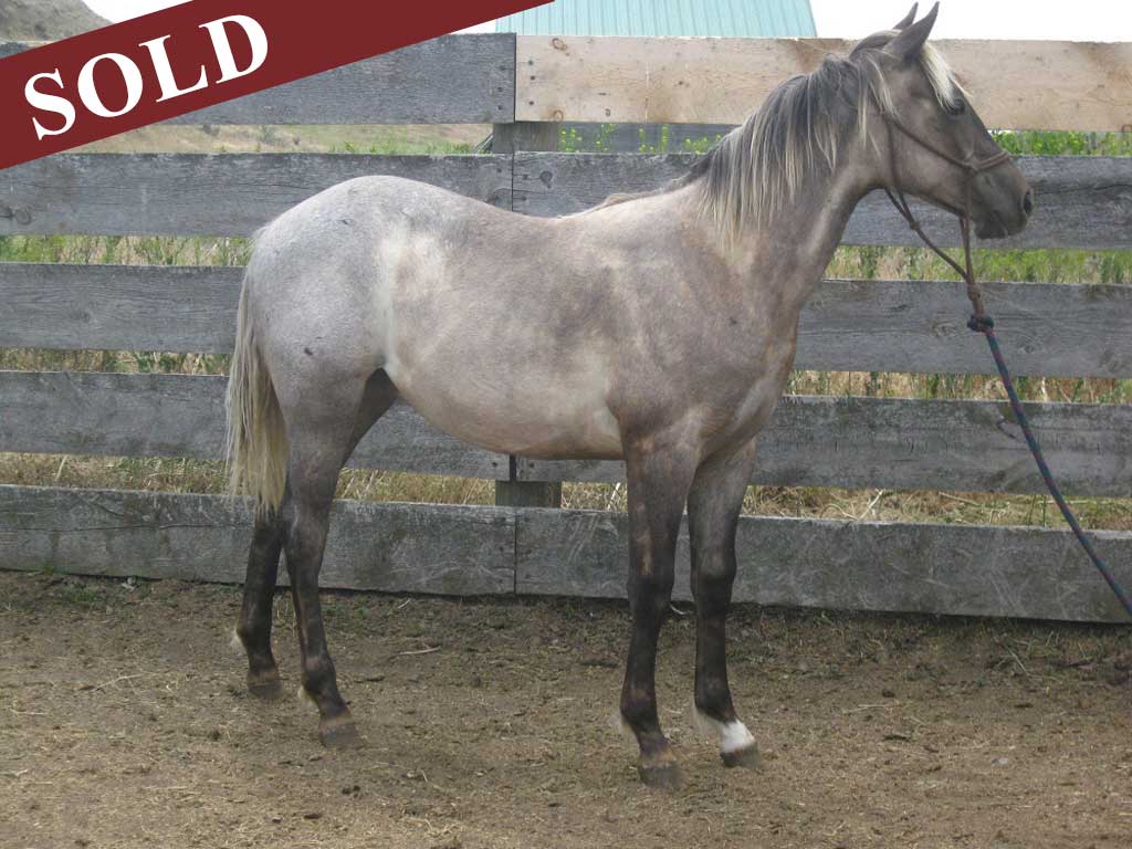 2019 Plumb Silver Plenty Blue Pepper Stallion