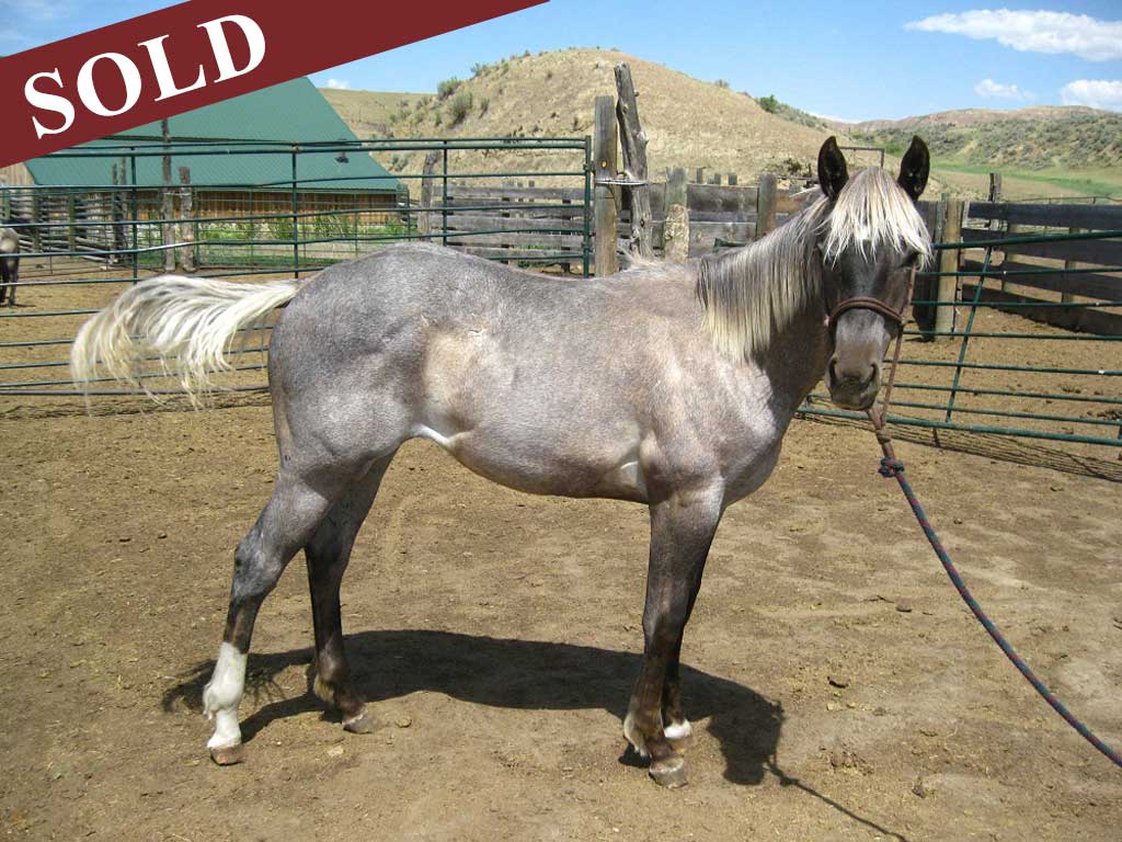 2019 Plumb Silver Blue Apache Diamond Filly