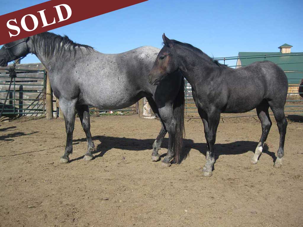 2019 Plumb Silver Plenty Blue Pepper Stallion