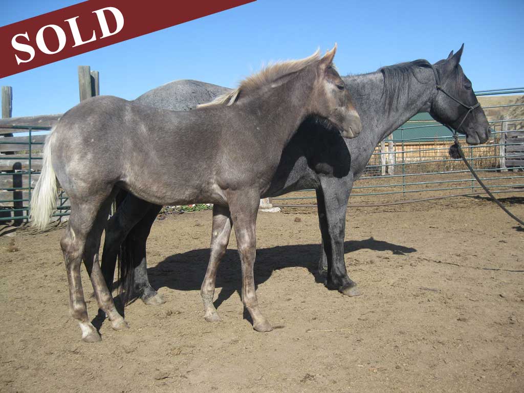 2019 Plumb Silver Powder River Ambrosia Blue Roan Black Silver Dapple Filly