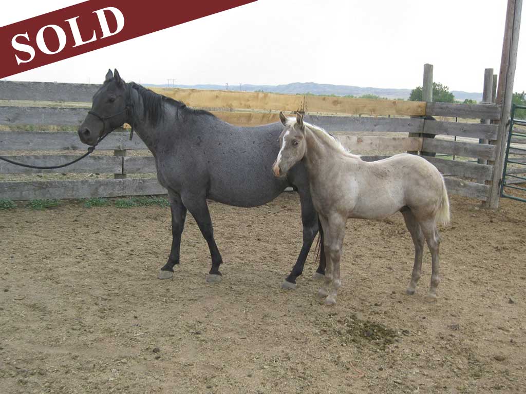 2020 Plumb Hancock Plenty Blue Pepper Black Silver Stud Colt Stallion