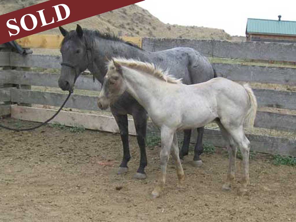 2020 Plumb Hancock Ambrosia Blue Rowdy Blue Roan Silver Dapple Stud Colt Stallion