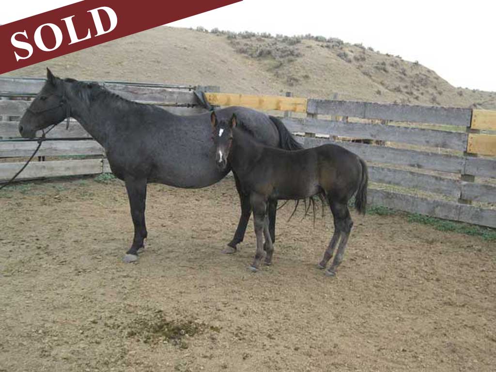 2020 Plumb Hancock Crimson Blue Hancock Black Silver Stud Colt Stallion