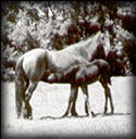 Powder River Quarter Horses exhibit excellence in breeding