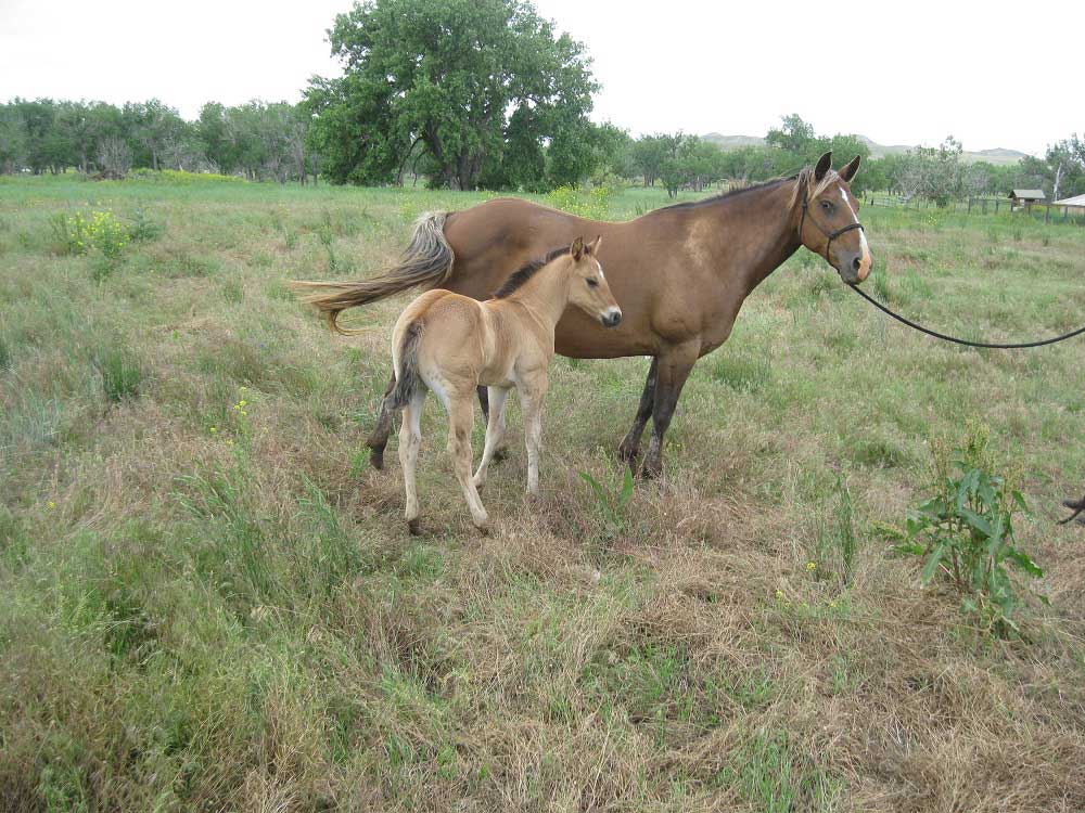 2023 Powder River Rowdy Lil Silver Agate Stallion