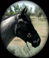 POWDER RIVER AMBROSIA HANCOCK BLUE ROAN  QUARTER HORSE