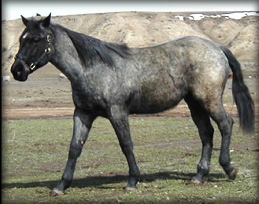 Powder River Horses, Arizona Blue Hancock of Joe Hancock Lineage