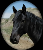 CRIMSON BLUE HANCOCK BLUE ROAN QUARTER HORSE