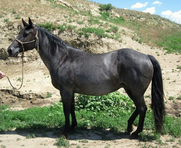 Powder River Horses, Crimson Blue Hancock of Joe Hancock lineage