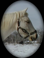 DL Hollywood Sunrise Isabella Palomino Quarter Horse