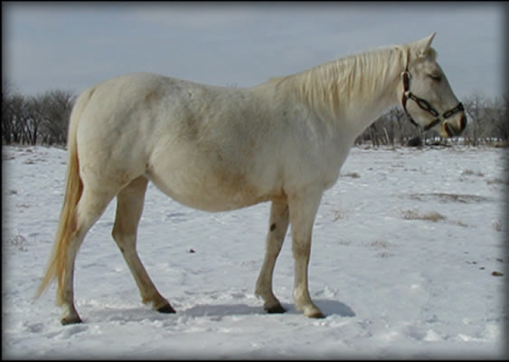 DL Hollywood Sunrise Isabella Palomino Mare Quarter Horse