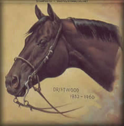 Driftwood, High Performance Quarter Horse