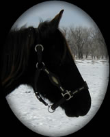 Easter at Dawn Black Mare Quarter Horse