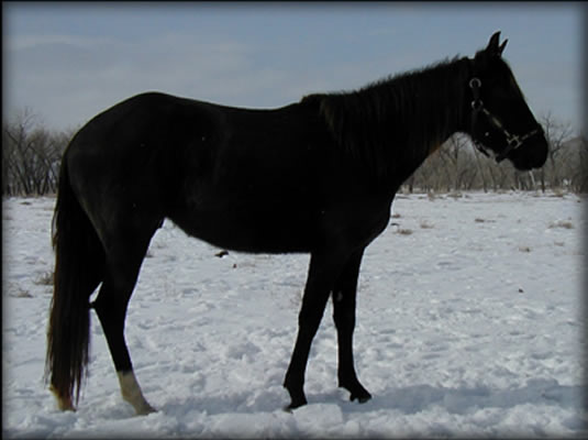 Easter at  Dawn Black Quarter Horse