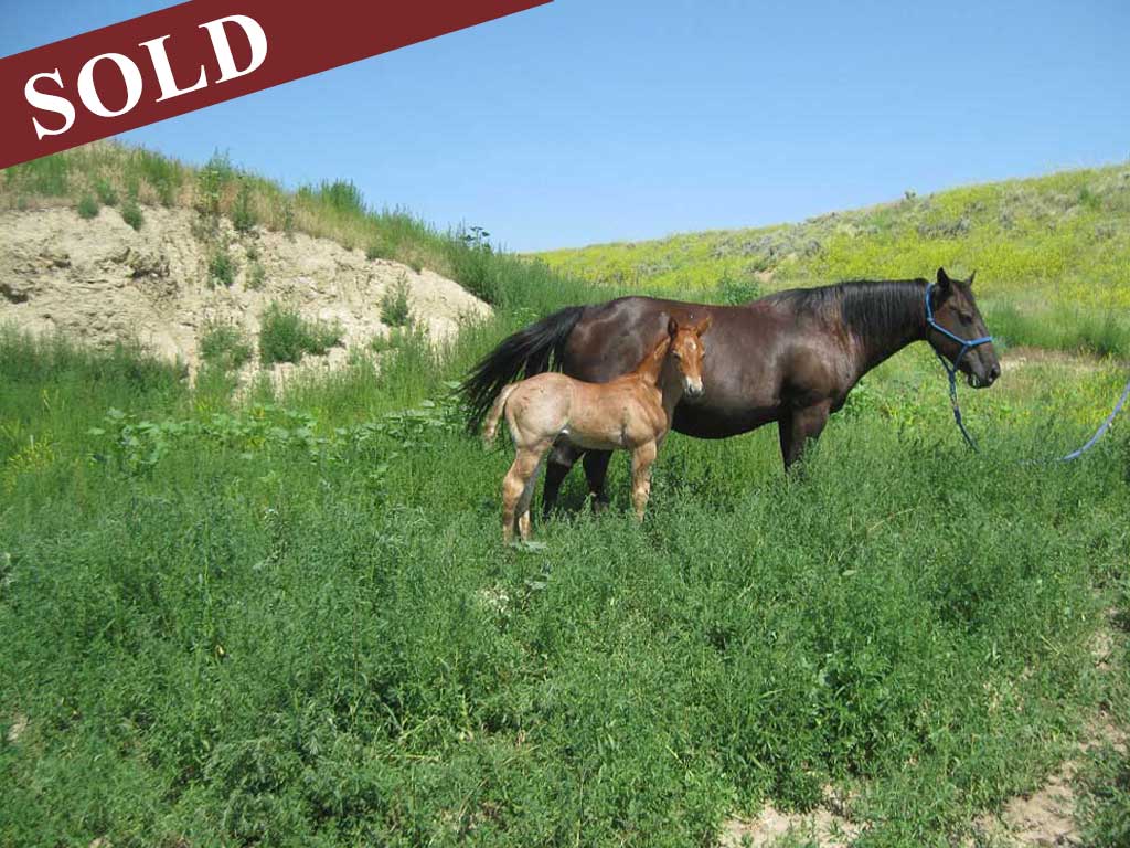 2023 plumb silver hancock pr hollywood eclipse red roan powder river stallion