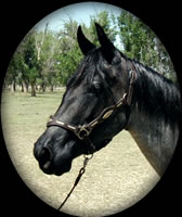 ESSIE MAE HANCOCK BLUE ROAN QUARTER HORSE