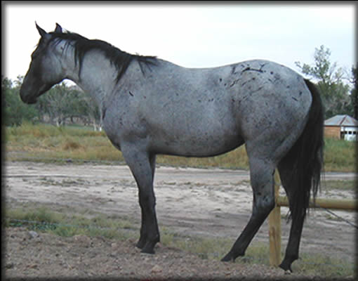 Powder River Horses, Essie Mae Hancock of Joe Hancock Lineage