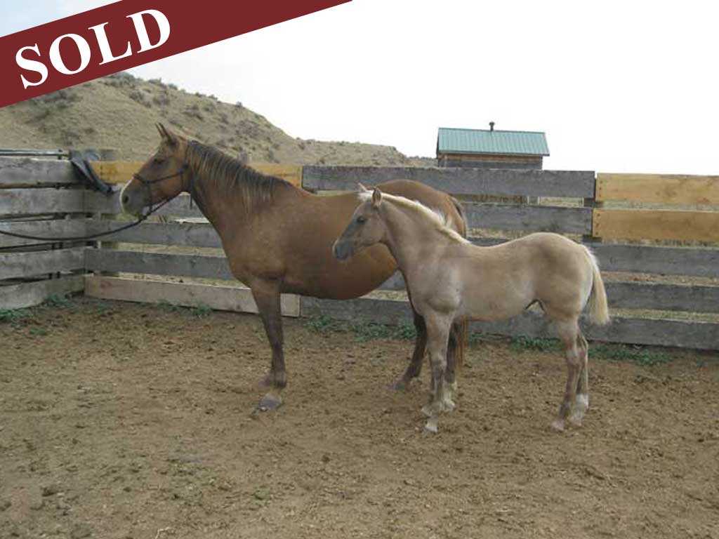 2020 Powder River Rowdy Lil Silver Agate Grulla Silver Filly