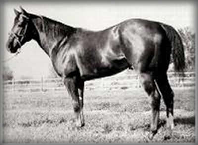 Hard Twist, foundation quarter horse