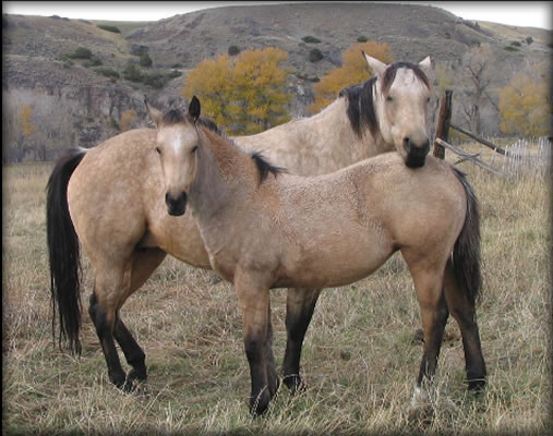 New Holly Dance Buckskin Quarter Horse