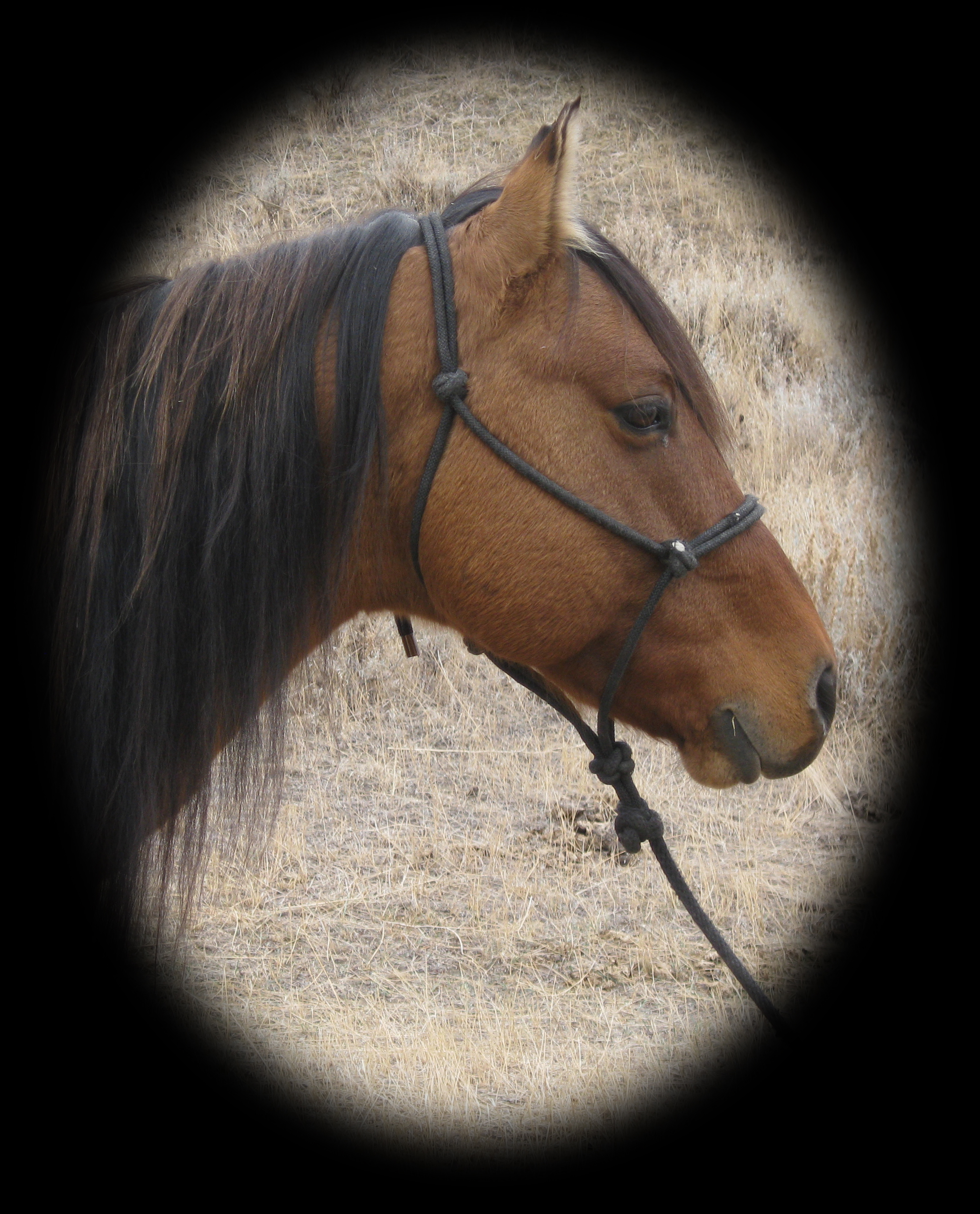 Hollywood Gold King, Dun stallion 100% foundation.